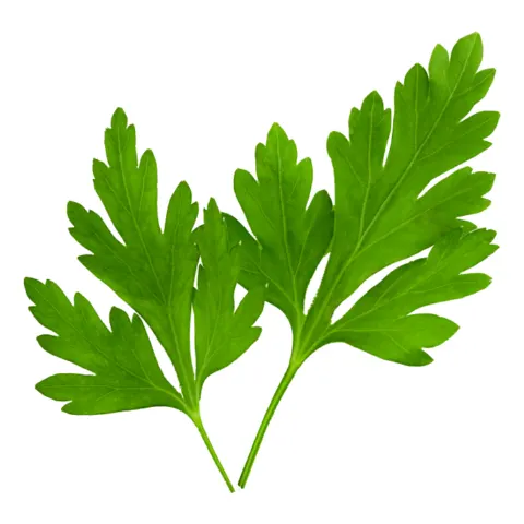بقدونس