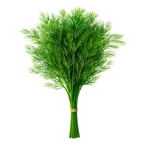شبت