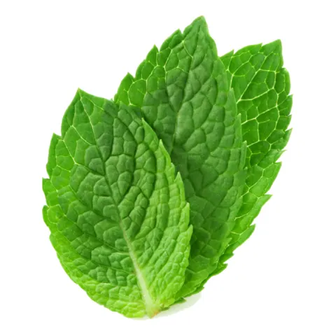 نعناع